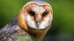 Owl Sound, Bird Sound, Bird Chirping, Calm Sound, Bird, Bird in Forest, Owl