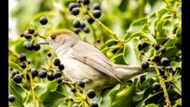 Blackcap Bird Sound, Bird Sound, Bird Chirping, Natural Sound, Bird, Chirping, Bird in Forest