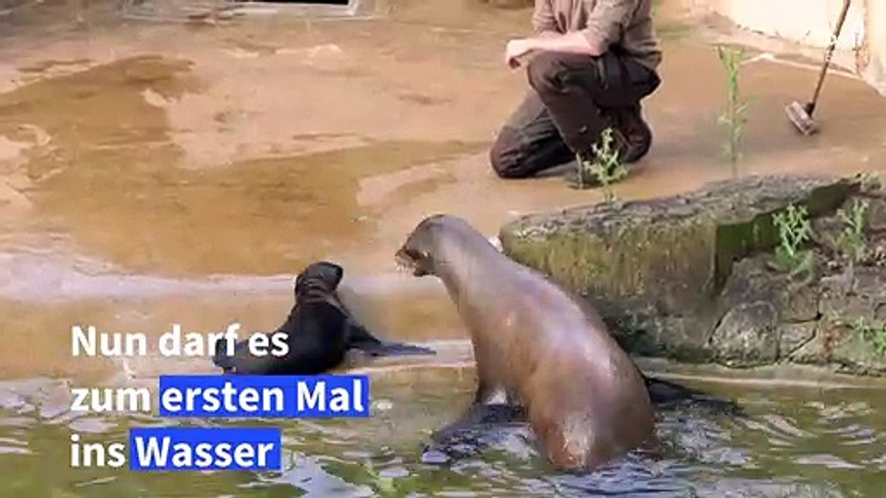 Seelöwen-Nachwuchs geht zum ersten Mal schwimmen