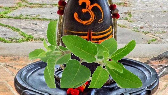 Shivling par Tulsi: तुलसी पर ना जाएं शिवलिंग का पानी, शिवलिंग पर तुलसी क्यों नहीं चढ़ाते | Boldsky