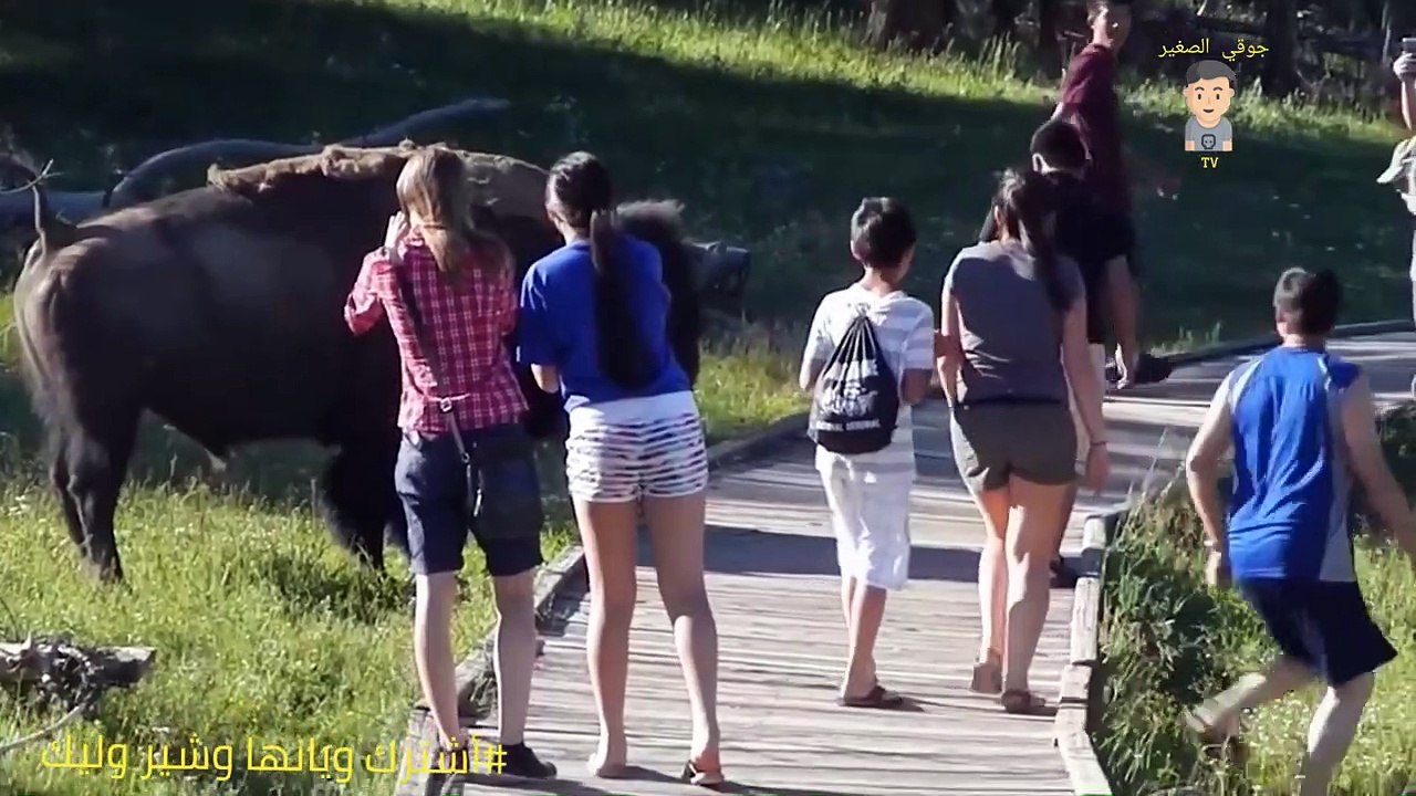 # مقاطع حقيقة لتعرض الحيوانات البرية للبشر فديو شيق ينصح بعدم وجود الاطفال # Animals attacking human