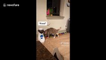 Clever cat uses buttons to ask her owner for catnip and food