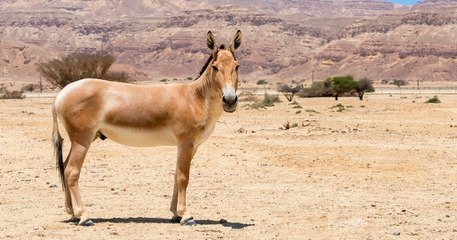 Pour la première fois en 65 ans, l'âne sauvage asiatique réapparait en Mongolie