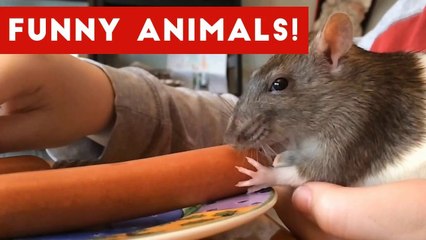 Try Not To Laugh At This Funny Pet Video Compilation _ Funny Pet Videos