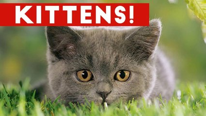 Funniest Cute Kitten Video Compilation 2016 _ Funny Pet Videos