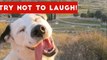 Try Not To Laugh Or Grin At These Funny Animal Clips, Bloopers & Outtakes _ Funny Pet Videos