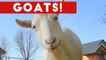 Funniest Cute Goat Video Compilation January 2017 _ Funny Pet Videos