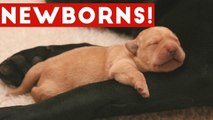 The Cutest Newborn Puppies & Kittens Weekly Compilation 2017 _ Funny Pet Videos