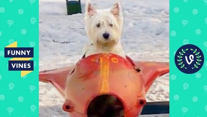 TRY NOT TO LAUGH - Cute Funny ANIMALS _ Funny Videos December 2018