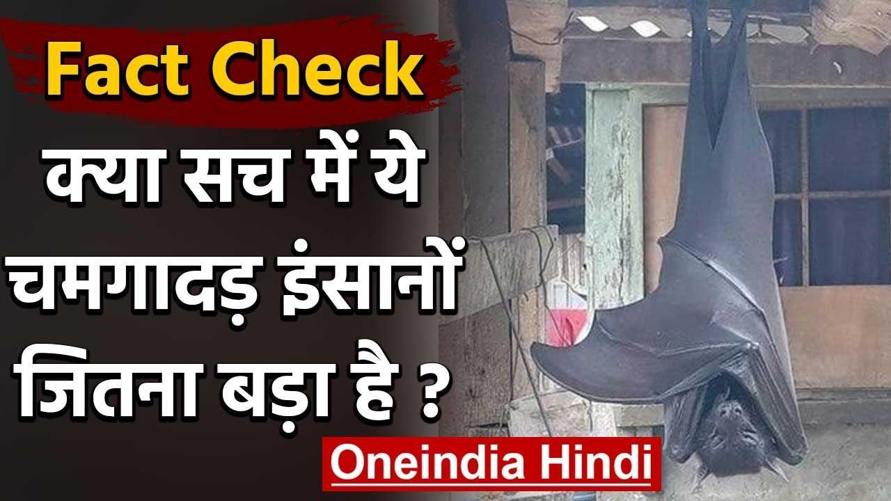 Fact Check: Human Size Bat की ये Viral तस्वीर क...