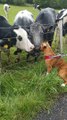Boxer and Cows Exchanging Kisses