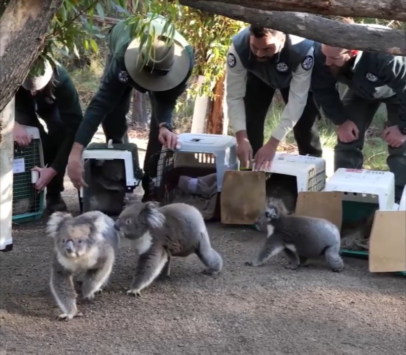 Regresan a su hábitat a cinco koalas que fueron afectados por los incendios en Australia