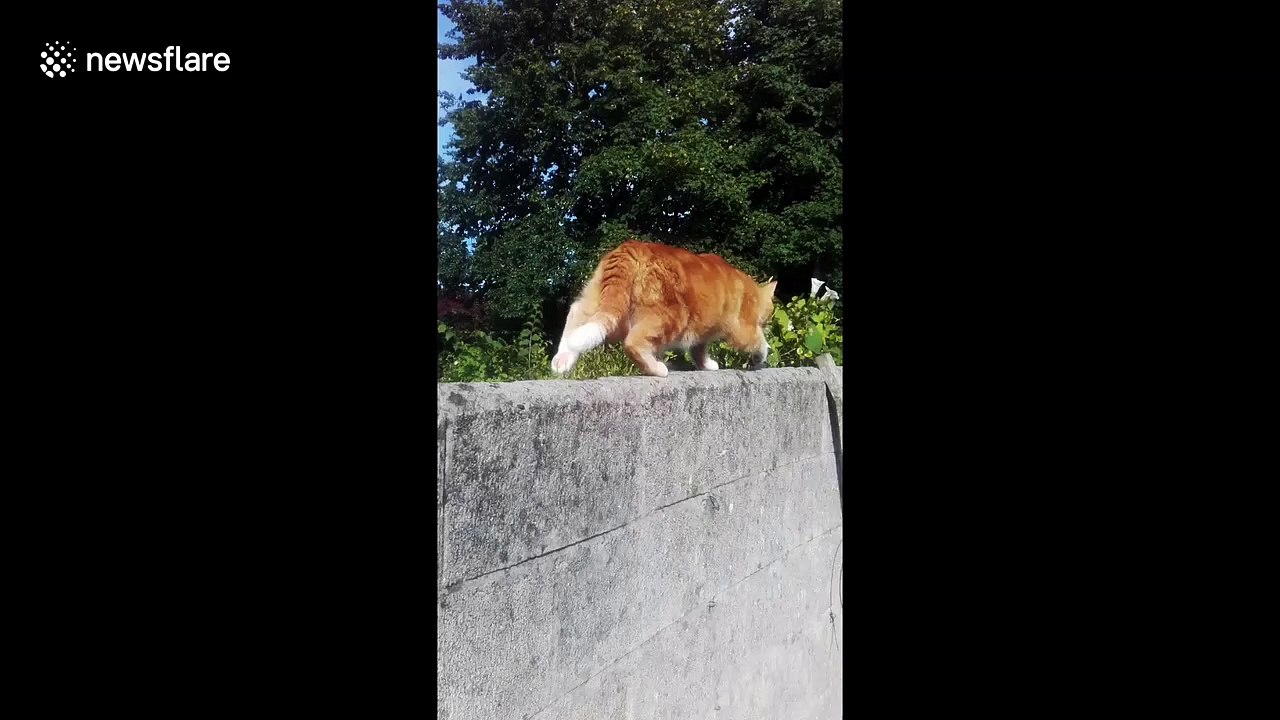 Cat Bush - slow motion edit