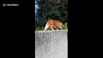 Cat Bush - slow motion edit