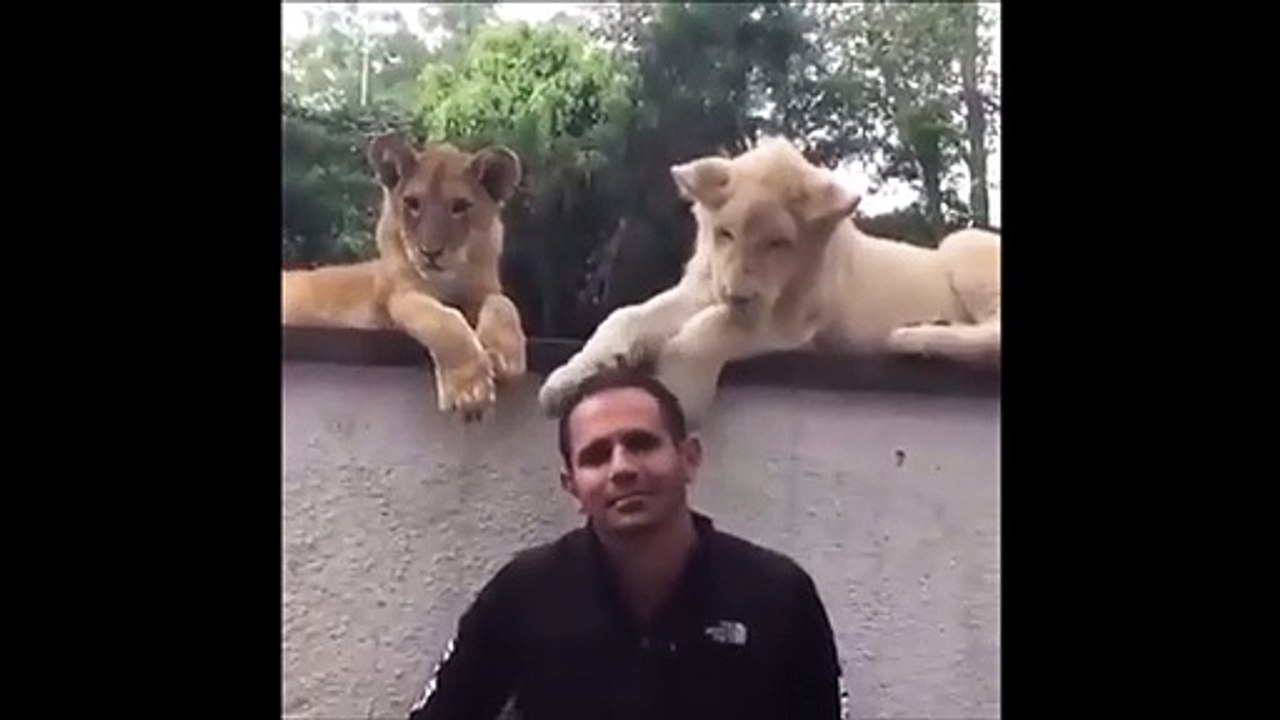 Ce lionceau joue avec la tête de son dresseur