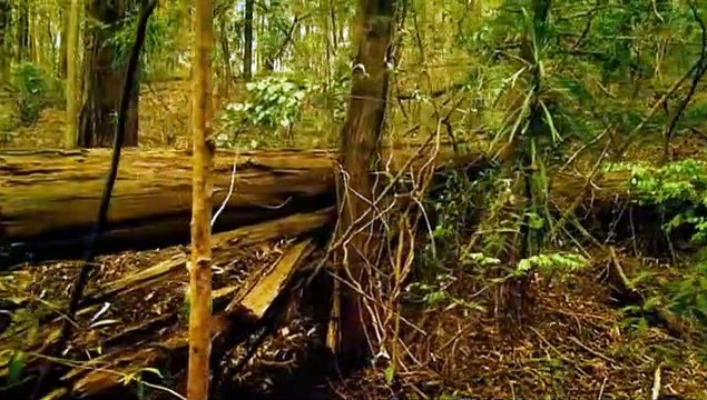 Murder Files with Martin Kemp S01E08 Backpacker Killer