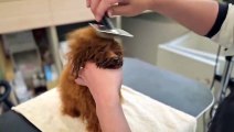 beautiful dog poodle grooming