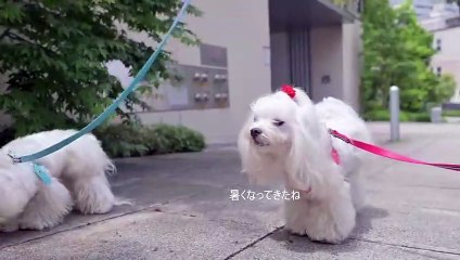 Lovely and cute white snow poodle  dog Pet