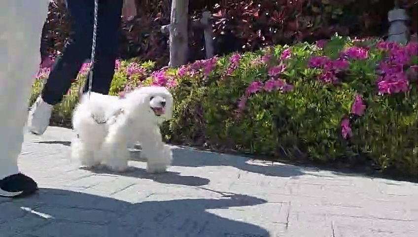 snow white  dog