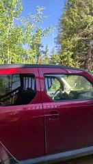 Trapped Bear Freed from Car