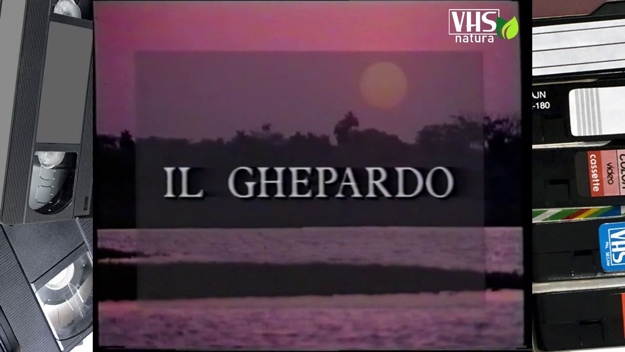 IL GHEPARDO