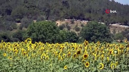 Geliboluda köylüler yaralarını sarmaya çalışıyor