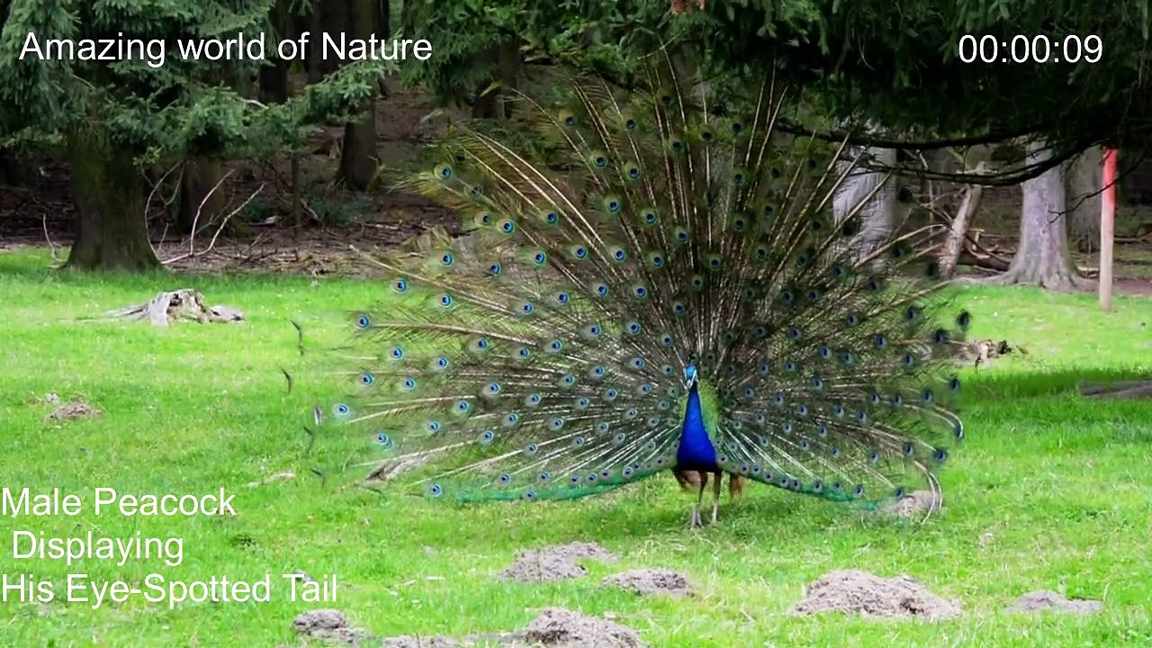 Birds showing their Happyness- Birds dancing