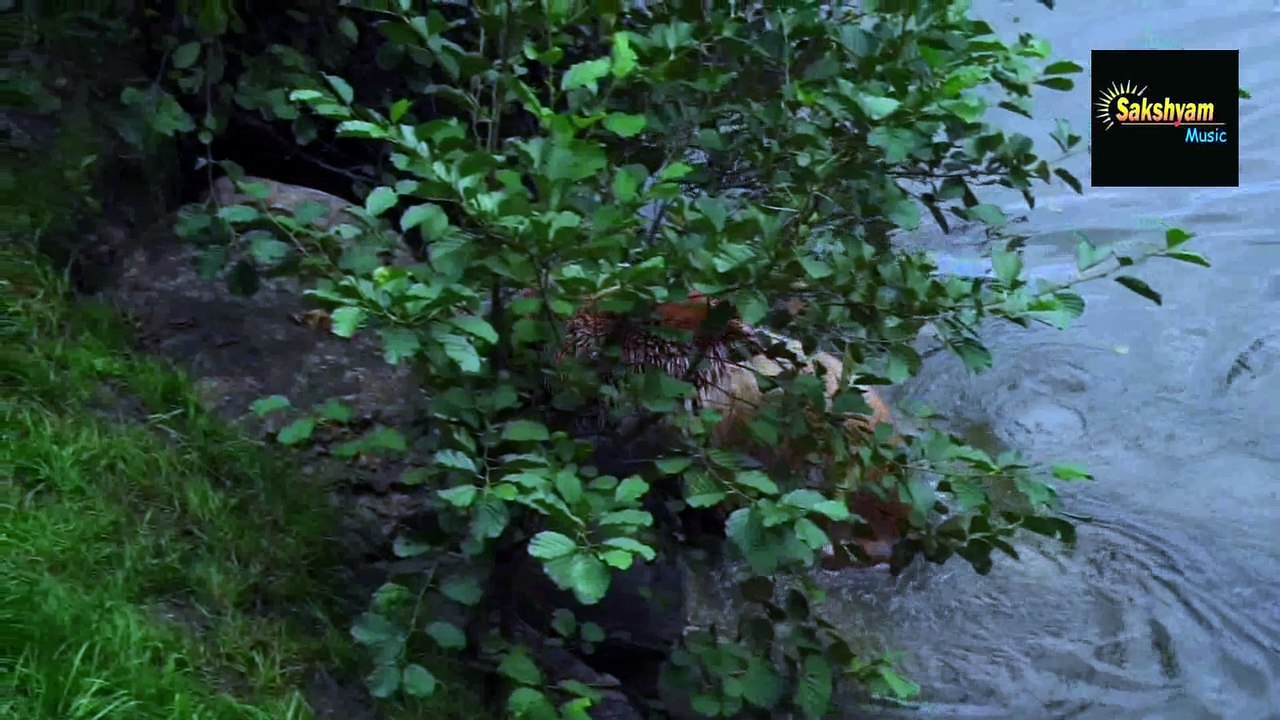 Bear brothers in kushi