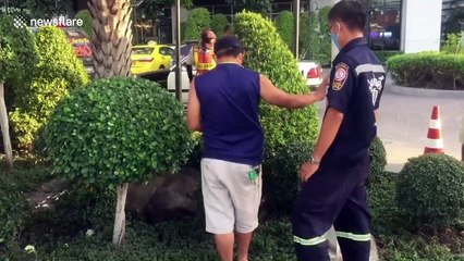 Wild boar rescued after escaping from farm and terrorising drivers in Thailand