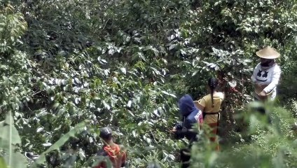 Petani kopi Puntang Wangi, Jawa Barat