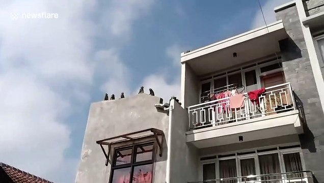 Monkeys terrorising village in Indonesia after building site forced them from their homes