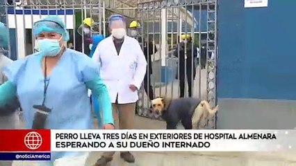 Edición Central: Perro lleva 3 días esperando afuera de un hospital a su dueño internado