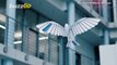 Robo-Bird! Company Creates a Robot Bird That Looks Like a Real Bird in Flight!