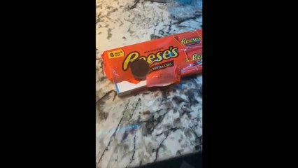 feeding cheeky animals that turns up at his window