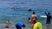 Un tiburón ballena espanta a los bañistas de una playa de Israel