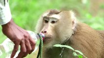 Thailand denies monkey labor used in coconut harvest