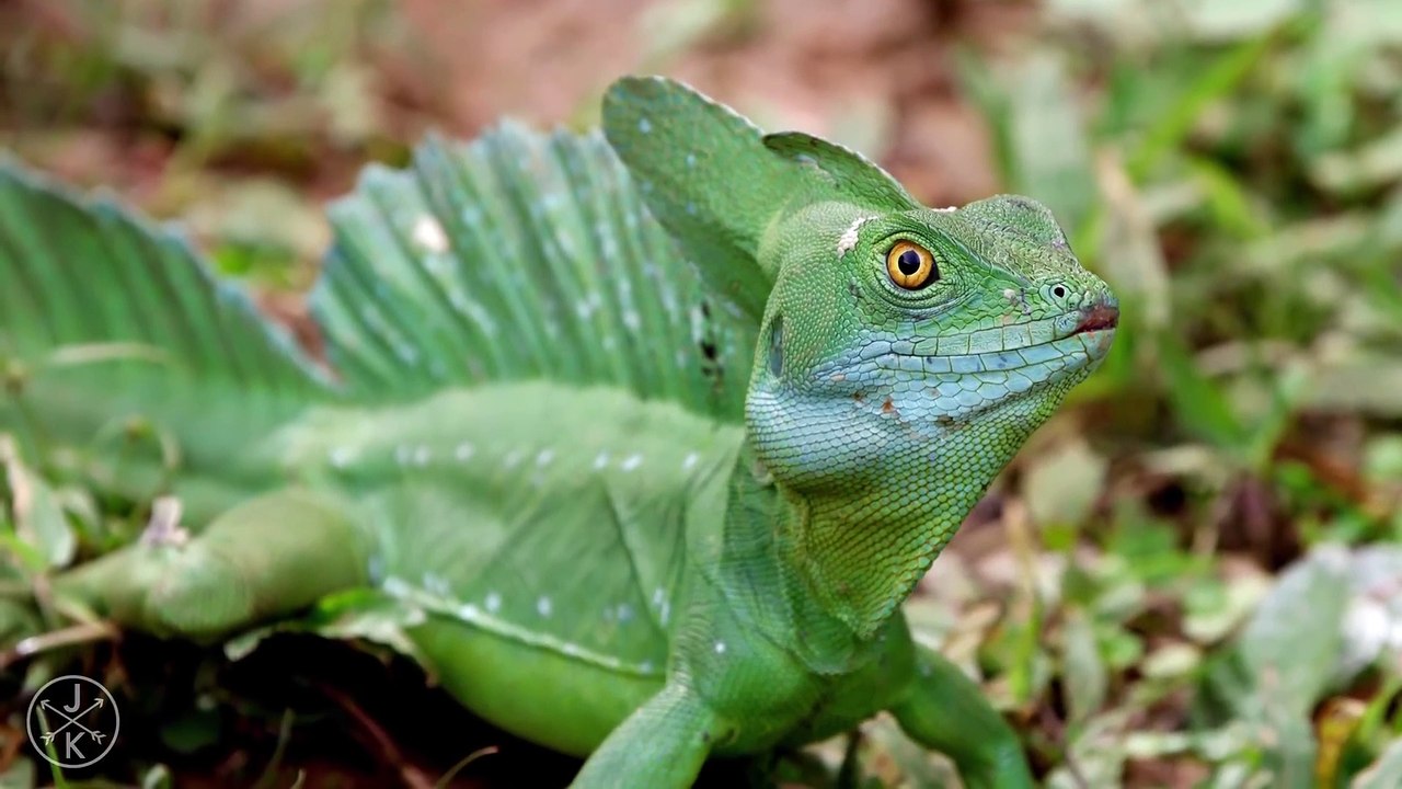 MUST WATCH  Wild Snake in 4K Ultra HD 1080p...ALL IN ONE @