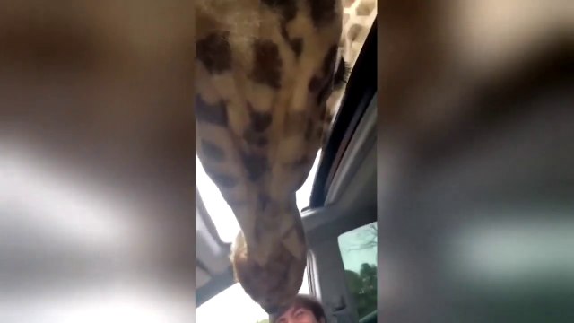 Des girafes gourmandes viennent manger par le toit ouvrant de la voiture