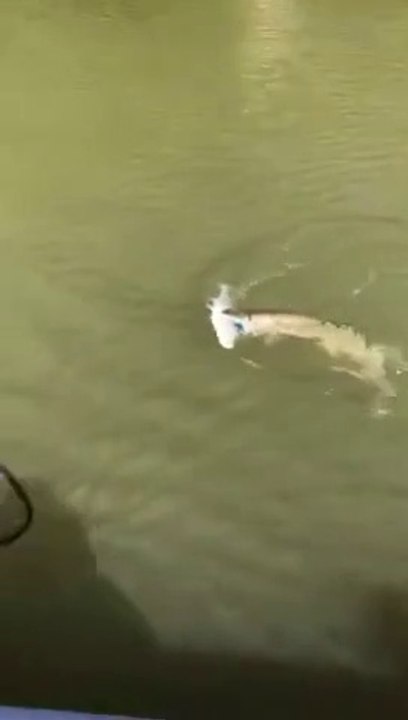 Il remonte 2 beaux poissons en une seule prise