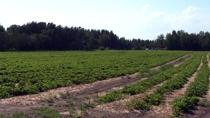 images saint-arsène accident travail
