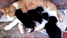 Ginger Male Cat Pretending To Be The Mommy Cat of Four New Born Kittens