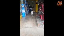 Trate de no reírse - Videos divertidos de gatos y perros #16