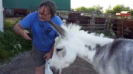 Meet the Canadian donkey crashing online meetings