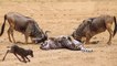 Power Of Mother Animals! Wildebeest Protect Newborn From Cheetah Hunting, Lion vs Leopard