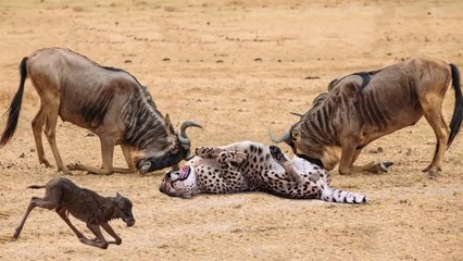 Video herunterladen: Power Of Mother Animals! Wildebeest Protect Newborn From Cheetah Hunting, Lion vs Leopard