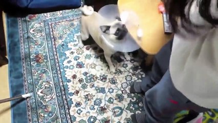 TOP 10 dog barking videos compilation - Funny dogs