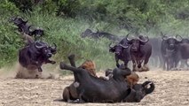 Buffalo vs Lion Pride Never End - Buffalo Herd Rescue Elephant From Lion Hunting