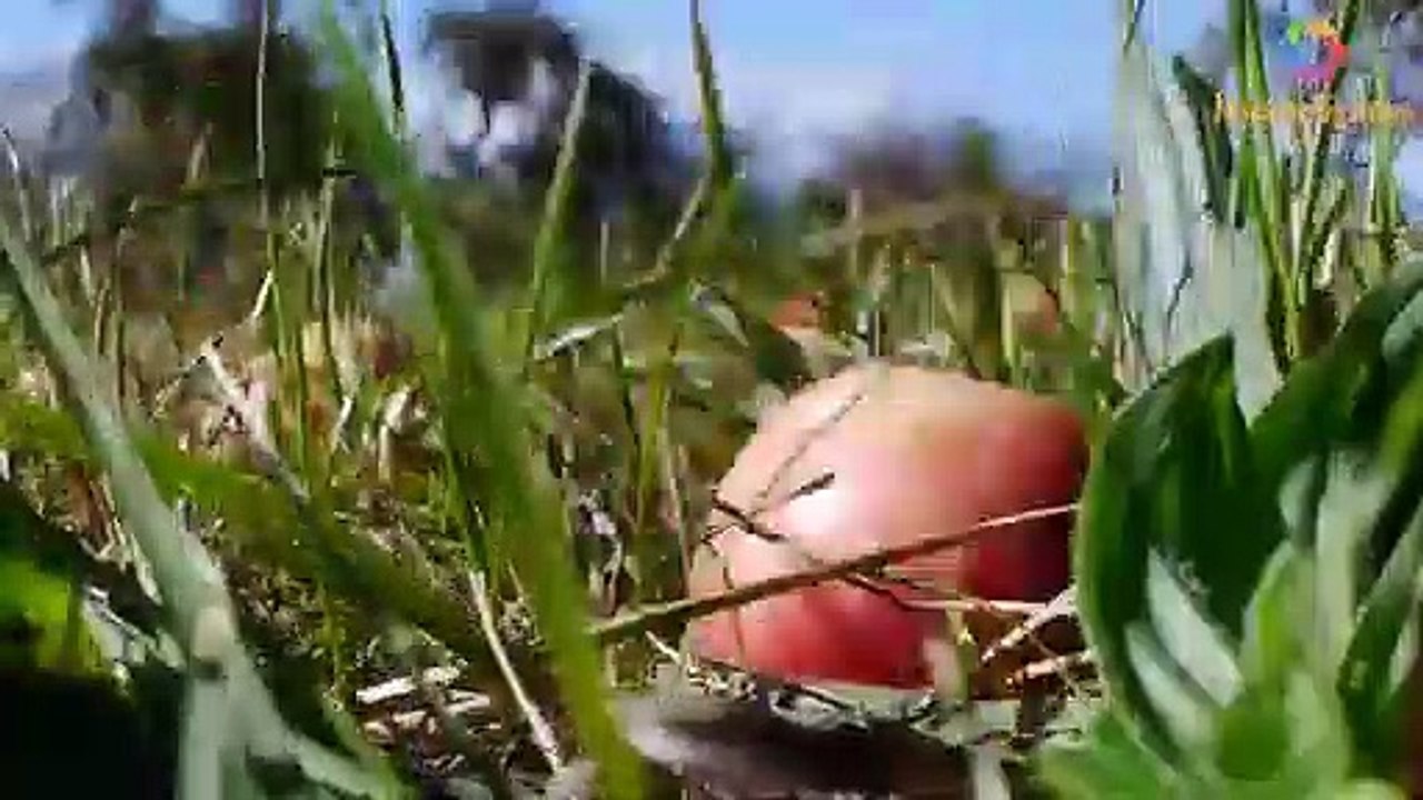 Apple Juice Produced, Modern Fruit Juice Production Process European Standards