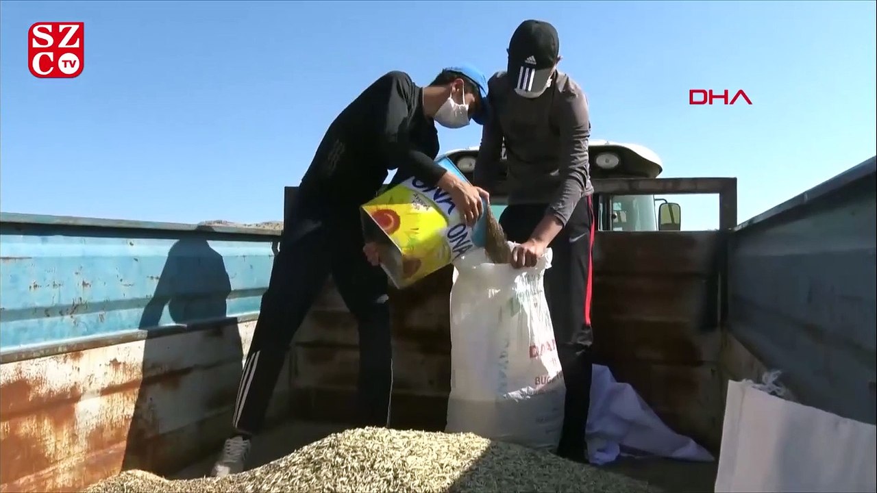 Batman'da sosyal mesafeli, halaylı saman toplama