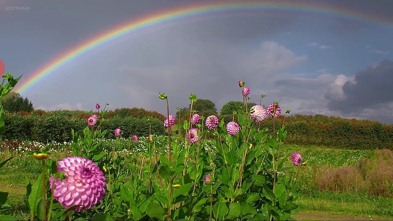 Meditation music: Relaxation and stress reliever music , healing sounds